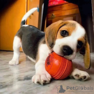 Photos supplémentaires: chiots beagle