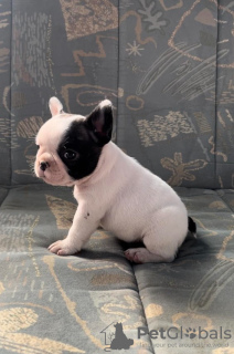 Photo №1. bouledogue - à vendre en ville de Zrenjanin | négocié | Annonce №70686