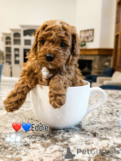 Photo №1. labradoodle - à vendre en ville de Askersund | 650€ | Annonce №157475
