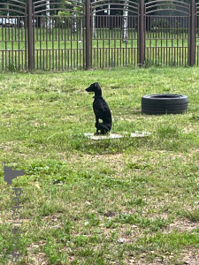 Photo №2. Service d'accouplement petit lévrier italien. Prix - 0€