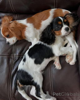 Photo №1. cavalier king charles spaniel - à vendre en ville de Aurich | négocié | Annonce №173352