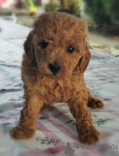 Photo №3. Chiots caniche couleur abricot. Serbie