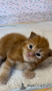 Photos supplémentaires: Maine coon