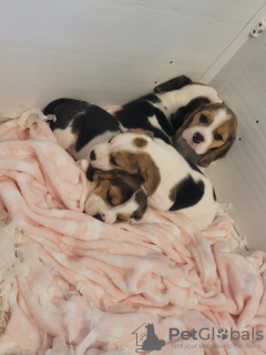 Photo №1. beagle - à vendre en ville de New york | 426€ | Annonce №66535