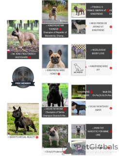 Photo №3. Chiots bouledogue français. Serbie