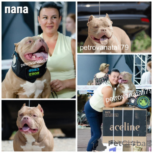 Photo №4. Je vais vendre american bully en ville de Krasnodar. éleveur - prix - négocié
