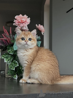 Photo №4. Je vais vendre british shorthair en ville de Egilsstaðir. annonce privée - prix - 533€