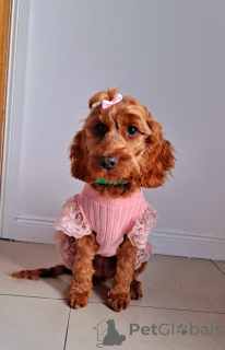 Photo №2 de l'annonce № 138589 de la vente kavapoun - acheter à Irlande annonce privée