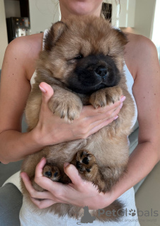 Photo №1. chow-chow - à vendre en ville de Dubai | négocié | Annonce №51510