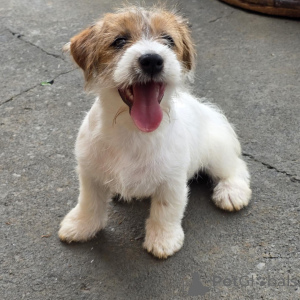 Photo №1. jack russell terrier - à vendre en ville de Munich | négocié | Annonce №171875