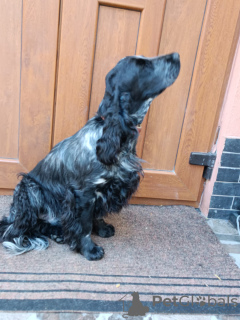 Photo №1. cocker spaniel anglais - à vendre en ville de Chisinau | 200€ | Annonce №121887