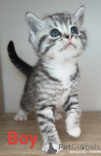 Photo №1. scottish fold - à vendre en ville de Rotorua | 420€ | Annonce № 151105