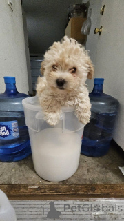 Photo №2 de l'annonce № 150137 de la vente maltipu - acheter à Allemagne annonce privée, éleveur