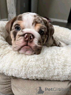 Photos supplémentaires: Chiots bouledogues anglais mignons et adorables à vendre