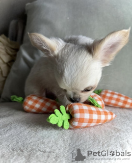 Photos supplémentaires: Chihuahua tête de cerf