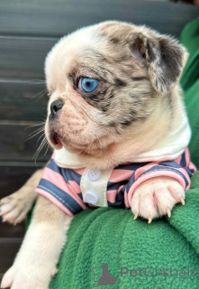 Photo №1. carlin - à vendre en ville de Sabor | 3500€ | Annonce №148208