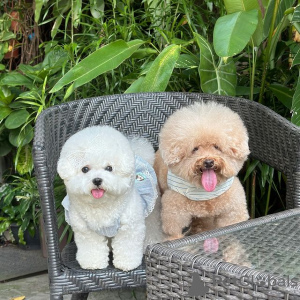 Photo №1. bichon à poil frisé - à vendre en ville de Gotland | 400€ | Annonce №119440