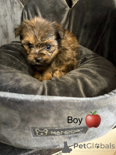 Photo №4. Je vais vendre chow-chow en ville de Arkansas City. annonce privée - prix - 339€