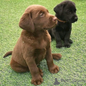 Photo №1.  - à vendre en ville de Alabama | négocié | Annonce №162689