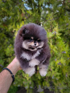 Photo №2 de l'annonce № 146801 de la vente spitz nain - acheter à Serbie éleveur