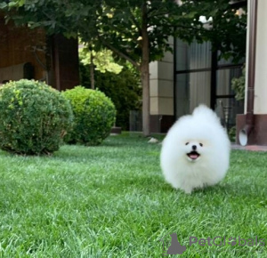 Photo №3. Chiots Spitz de Poméranie,. Allemagne