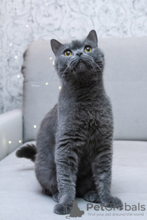 Photo №4. Je vais vendre british shorthair en ville de Москва. annonce privée - prix - Gratuit