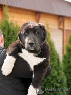 Photos supplémentaires: Chiots SAO (chien de berger d'Asie centrale)