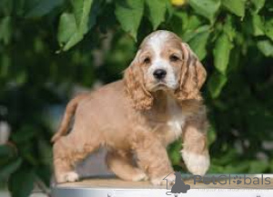 Photo №2 de l'annonce № 160958 de la vente cocker spaniel anglais - acheter à France annonce privée, éleveur
