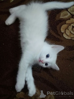 Photo №1. angora turc - à vendre en ville de Aizlingen | 350€ | Annonce № 157701