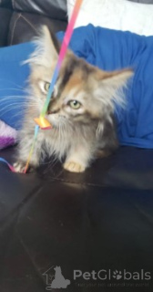 Photo №4. Je vais vendre munchkin en ville de Berlin. éleveur - prix - négocié