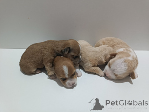 Photo №1. bichon havanais - à vendre en ville de Belgrade | négocié | Annonce №146295