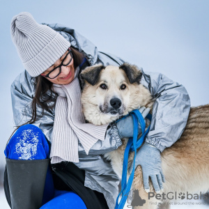 Photo №2 de l'annonce № 95419 de la vente chien bâtard - acheter à Fédération de Russie de l'abri