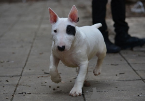 Photo №3. Mini-bull-terrier. Serbie