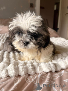 Photo №4. Je vais vendre shih tzu en ville de Quezon. annonce privée - prix - négocié