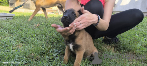 Photos supplémentaires: Chiots Berger Belge Malinois