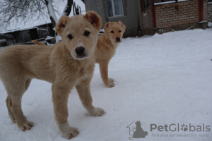 Photo №2 de l'annonce № 38327 de la vente berger du caucase - acheter à Biélorussie éleveur