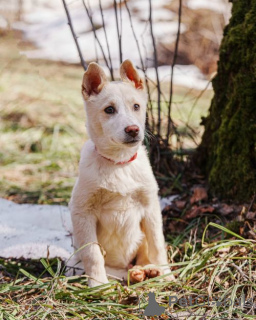 Photo №1. chien bâtard - à vendre en ville de Moskova | Gratuit | Annonce №167143