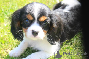 Photo №3. Cavalier King Charles Spaniel Puppies. Allemagne