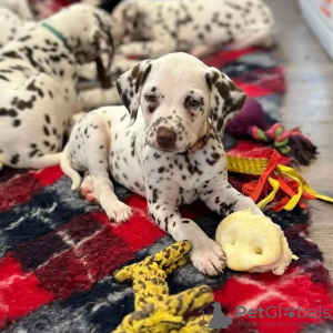 Photo №3. Schöne Dalmatiner-Welpen.. Allemagne