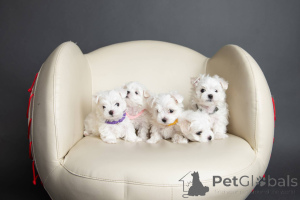Photo №1. bichon maltais - à vendre en ville de New york | 691€ | Annonce №146096