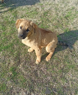Photo №3. Un rayon de lumière cherche une maison.. Fédération de Russie