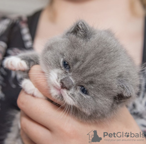 Photo №4. Je vais vendre british shorthair en ville de Munich. annonce privée - prix - 255€