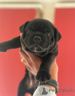 Photo №1. american pit bull terrier - à vendre en ville de Fracasse | 350€ | Annonce №154436