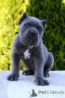Photo №2 de l'annonce № 167391 de la vente cane corso - acheter à Serbie 