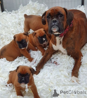 Photo №1. boxer - à vendre en ville de Bamberg | négocié | Annonce №170046