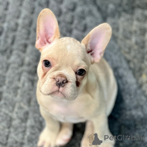 Photo №1. bouledogue - à vendre en ville de New york | 775€ | Annonce №175374