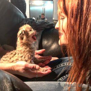 Photo №1. havana brown - à vendre en ville de Cerf-volant | 450€ | Annonce № 168913
