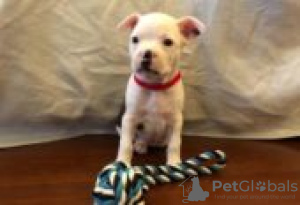 Photo №2 de l'annonce № 129101 de la vente terrier de boston - acheter à La finlande éleveur
