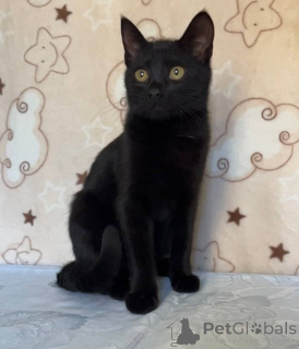 Photo №2 de l'annonce № 164930 de la vente  - acheter à Biélorussie 