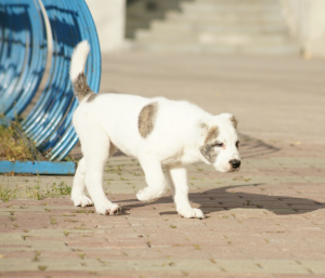 Photo №3. Chiot berger blanc asie fille tigre blanc. Fédération de Russie